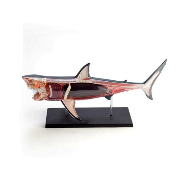 Shark Fish Anatomy Model