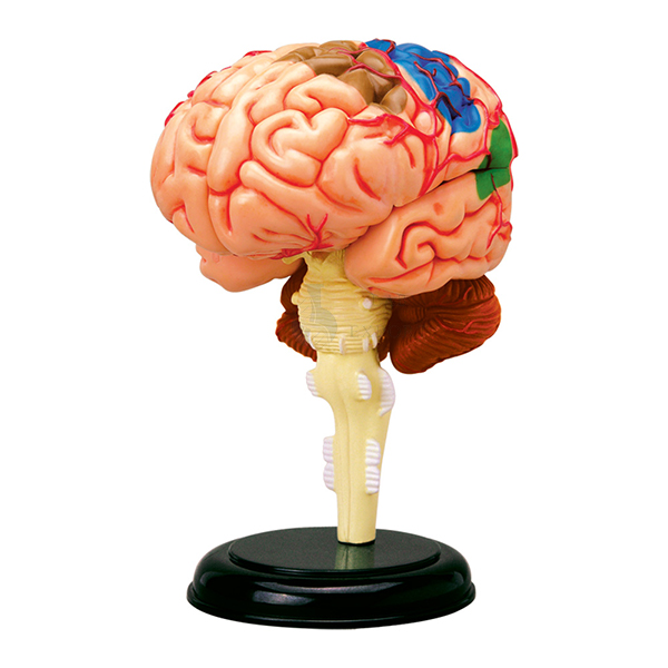 Brain Anatomy 3D Model, 7 Parts