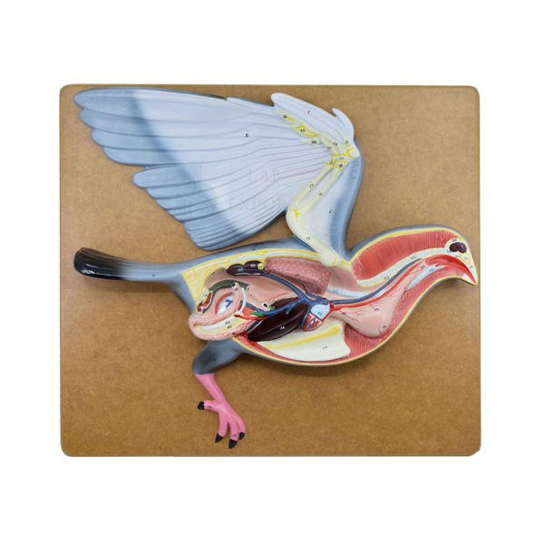 Pigeon Dissection Model