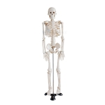 Mini Skeleton Model