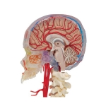 Brain Model with Skull