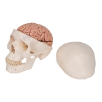 Classic Human Skull with Brain Model
