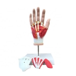 Hand Muscles Model - 4 Parts