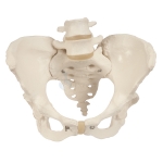 Female Skeletal Pelvis Model