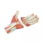 Anatomy Hand Model - 3 Parts
