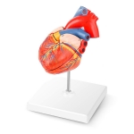 Human Heart Model - 2 Parts