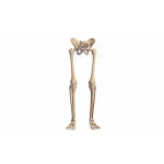 Skeleton of Lower Limb with Half Pelvis