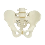 Male Skeletal Pelvis Model