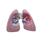 Human Lung Model