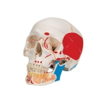 Human Muscular Skull Model, 3 Parts