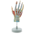 Regional Anatomy Hand Model - 7 Parts