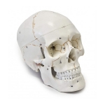 Human Skull Model, 3 Parts Numbered