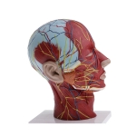Head Cranial with Autonomic Nerves