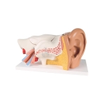 Human Ear Model, 5 Parts