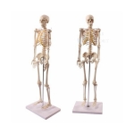 Human Skeleton Model, Life Size