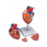 Human Heart Model - 4 Parts