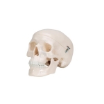 Mini Skull Model, 3 Part