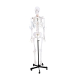 Skeleton with Joints Model