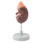 Kidney with Adrenal Gland Model, 1.5 Times Enlarged