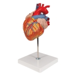 Giant Heart Model  - 4 Parts