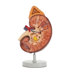 Kidney with Adrenal Gland Model