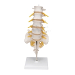 Lumbar Spinal Column with Sacral and Coccyx Bones Model