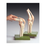 Knee Joints Model Set