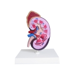 Kidney with Adrenal Gland Model, Life Size