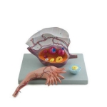 Ovary Structure Model
