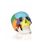 Coloured Skull Model, 3 Parts