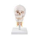Human Skull Model with Cervical Spine