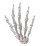 Hand Bones Model
