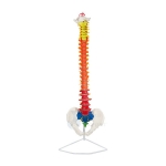Flexible Spinal Column with Colour Coded Regions