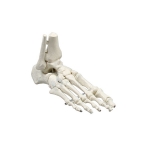 Foot Bones Model