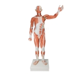 Human Life-Size Muscle Torso Model