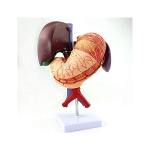 Stomach and Associated Organs Model