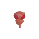 Male Urinary Bladder with Prostate Model