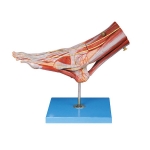 Muscles of Foot Model