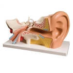 Human Ear Model, 4 Parts
