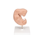Human Embryo Model