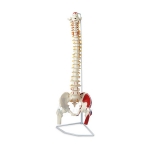 Flexible Vertebral Column with Femur Heads, Muscle Insertions, Removable Sacral Crest