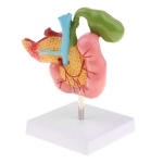 Pathological Model of The Pancreas Duodenum and Gallbladder