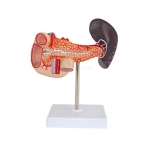 Pancreas, Duodenum and Spleen Model