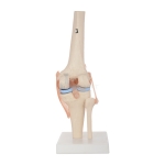 Knee Joint Skeleton Model