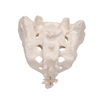 Sacrum with Coccyx Model