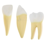 Incisor Canine and Molar Model